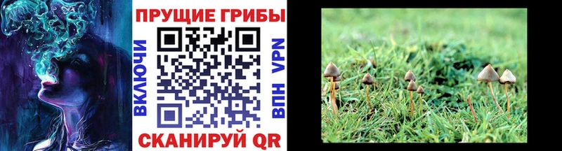 что такое наркотик  Куровское  Псилоцибиновые грибы мицелий 